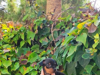 Pinscher Miniatura perros - Anuncio 8