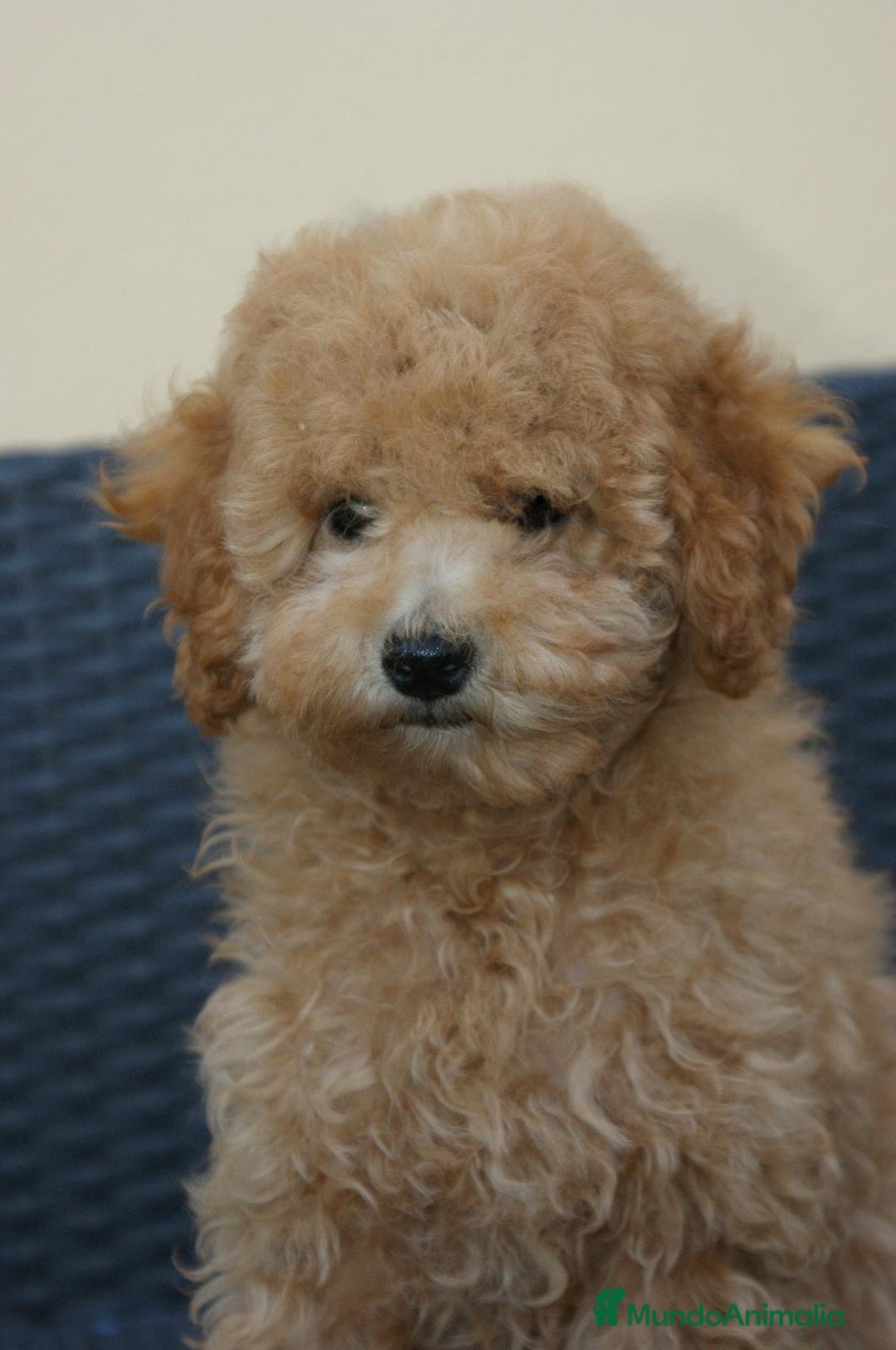 Caniche Toy perros en venta: CANICHES TOY - Anuncio 4