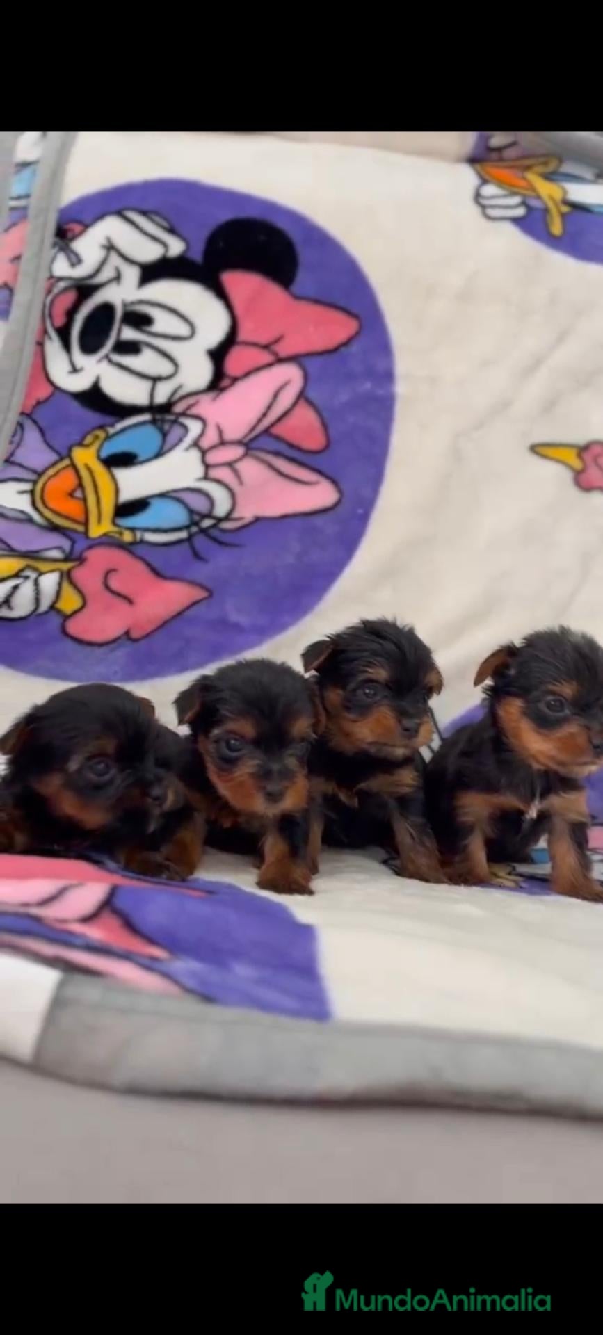 Yorkshire Terrier perros YORKSHIRE  - Anuncio 2