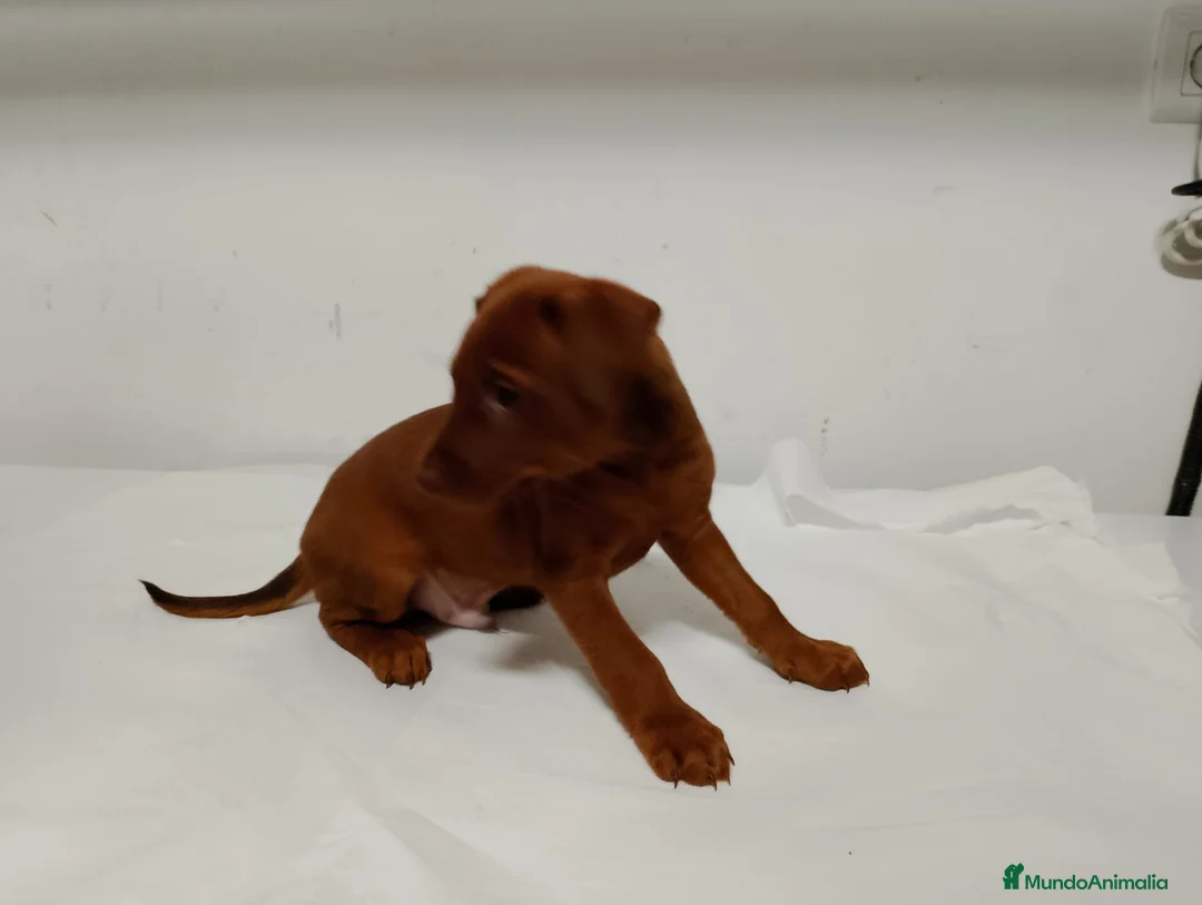 Pinscher Miniatura perros en venta: Macho Mini pinche disponible  - Anuncio 3