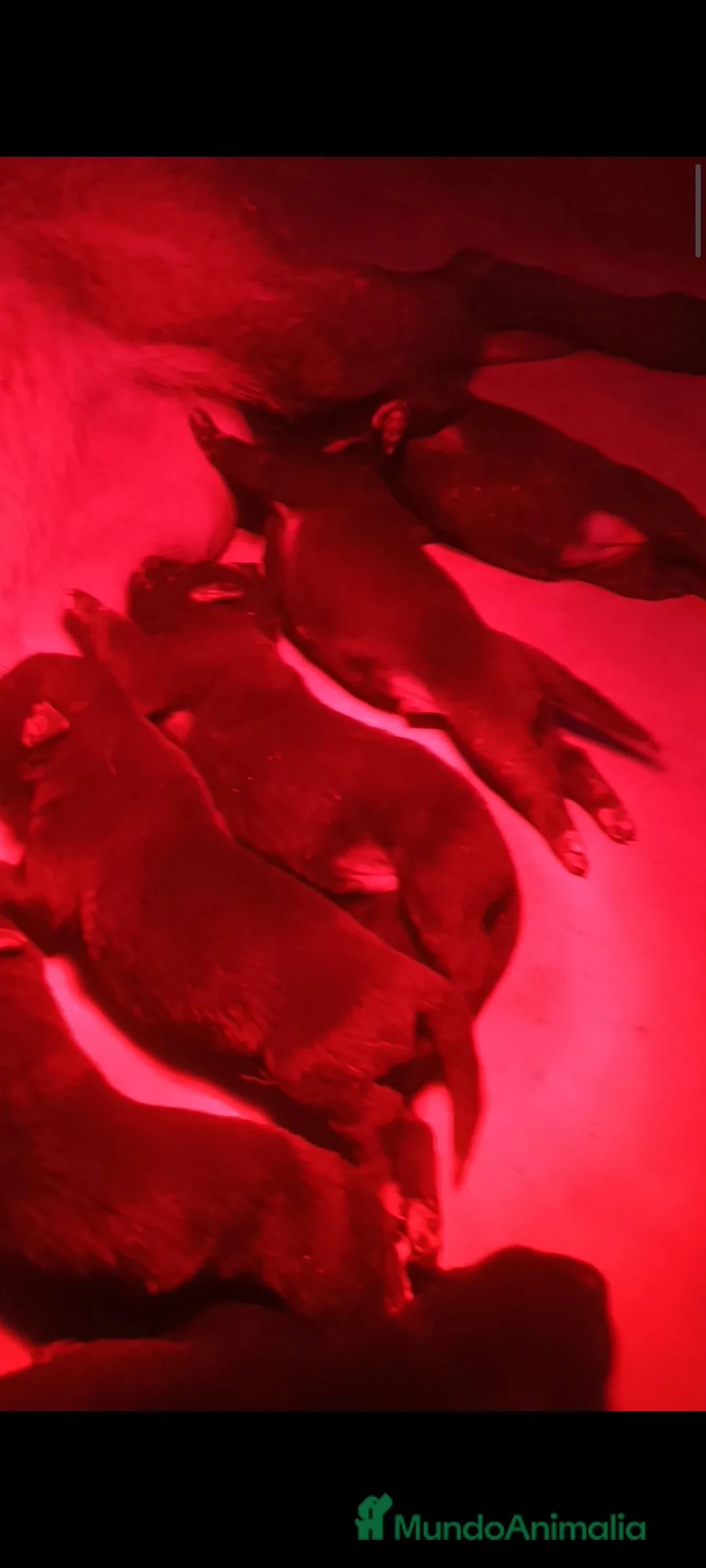 Pastor Belga Malinois perros en venta: Camada Malinois  - Anuncio 1