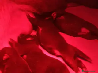 Pastor Belga Malinois perros Camada Malinois - Anuncio 1