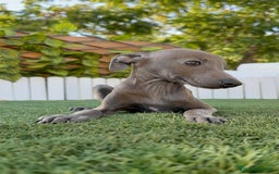 Pequeño Lebrel Italiano perros en venta: PICCOLO BLUE - Imagen 10