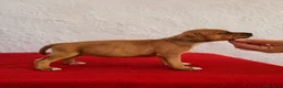 Staffordshire Bull Terrier perros en venta: Staffordshire Bull Terrier   - Anuncio 3