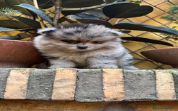 Pomerania perros en venta: Pomerania linea rusa Merles Toy y super chatos  - Imagen 3