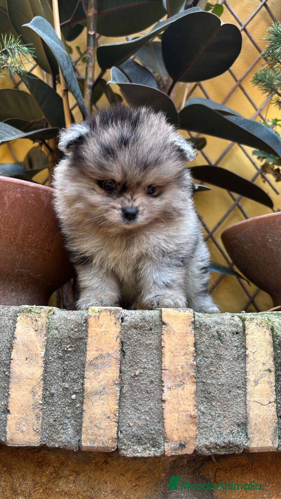 Pomerania perros en venta: Pomerania linea rusa Merles Toy y super chatos  - Imagen 3