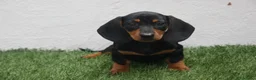 Teckel Miniatura perros en venta: Teckel Miniatura  - Anuncio 4