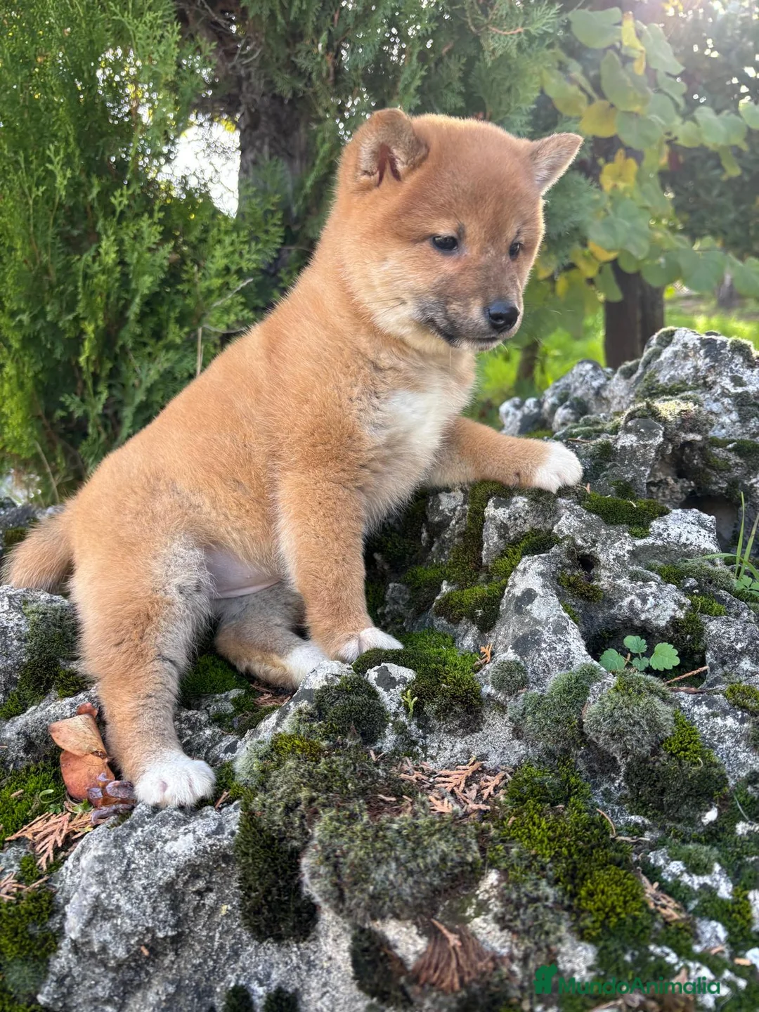 Shiba Inu perros en venta: Shiba Inu - Anuncio 7
