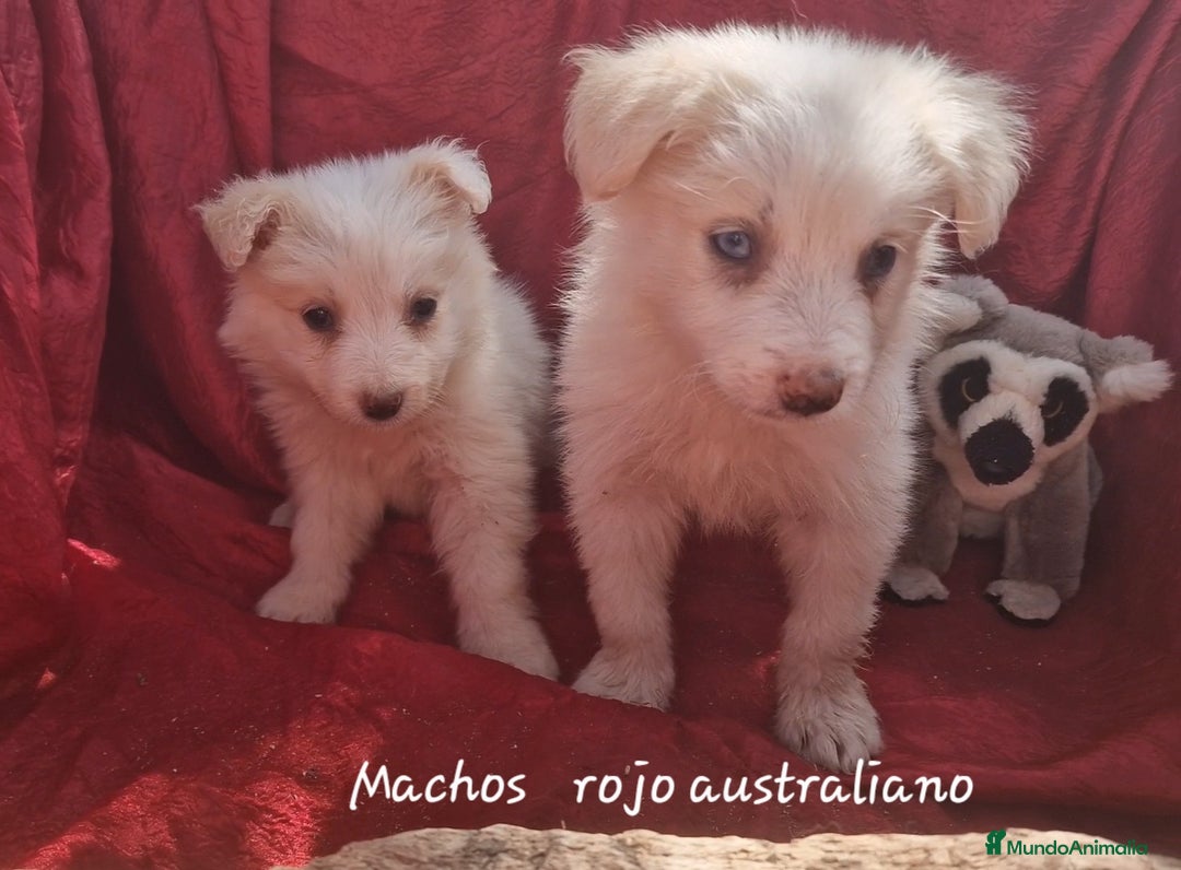 Border Collie perros en venta: Border collie clásico machos y hembras - Imagen 3