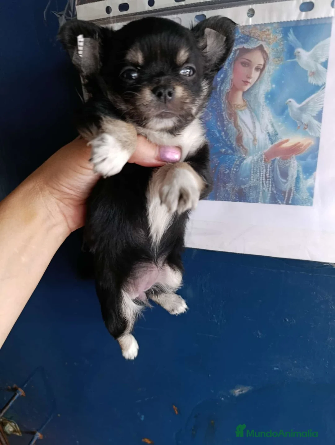 Chihuahua perros en venta: ‼️PRECIOSA CAMADA DE CHIHUAHUAS TAMAÑO MINI - Anuncio 2