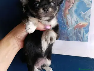 Chihuahua perros ‼️ hembra pelo largo TAMAÑO MINI - Anuncio 30