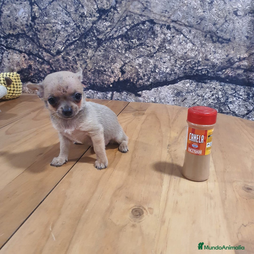 Chihuahua perros en venta: Chihuahua mini - Imagen 3