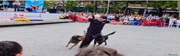 Pastor Belga Malinois perros en venta: MALINOIS LÍNEA DE TRABAJO PADRES POLICÍAS  en Barcelona - Anuncio 6