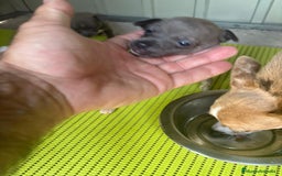 Chihuahua perros en venta: Chihuahua cabeza venado  - Imagen 8