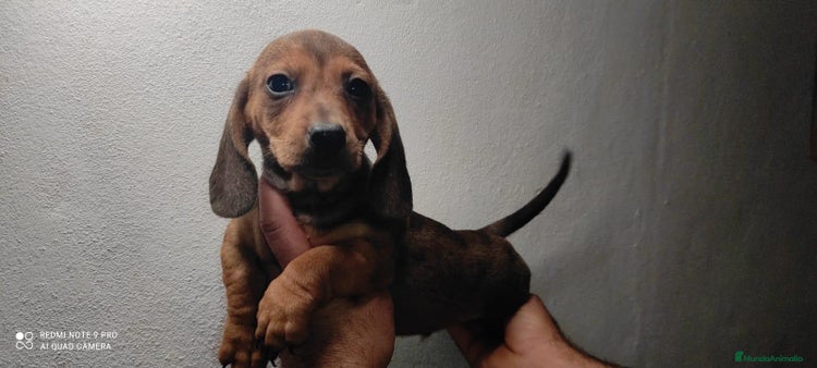 Teckel Miniatura perros - Anuncio 2