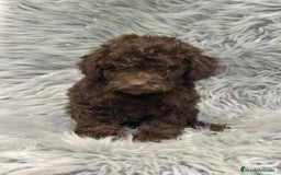 Caniche Enano perros en venta: CANICHE ENANO CHOCOLATE - Imagen 2