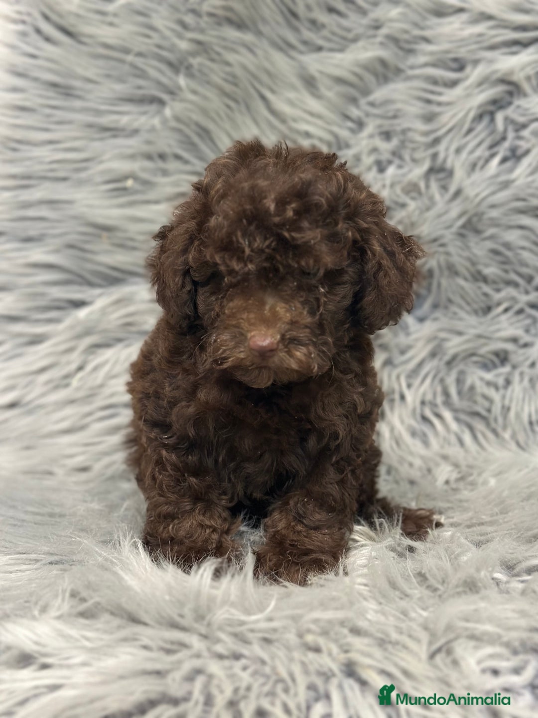 Caniche Enano perros en venta: CANICHE ENANO CHOCOLATE - Imagen 2