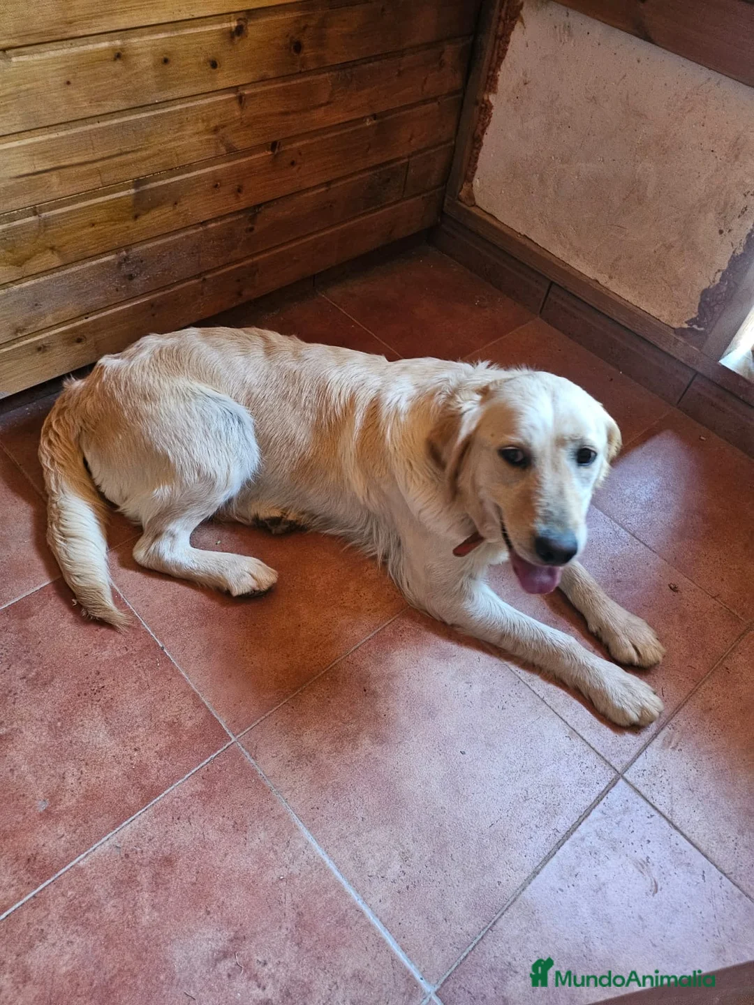 Golden Retriever perros en venta: GOLDEN  - Anuncio 6