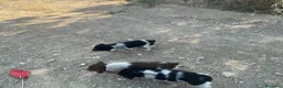Épagneul Breton perros en venta: Epagneul bretón  en Castellón - Anuncio 4