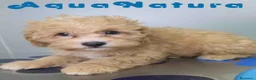 Havapoo perros en venta: Havapoo Macho de Haya y Can 6756 AQUANATURA - Anuncio 5