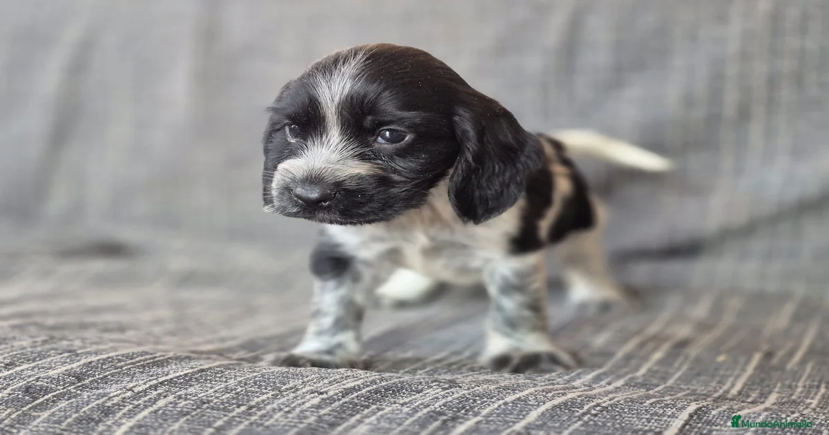 Cocker Spaniel Inglés Ruano Azul en venta en Valladolid | MundoAnimalia