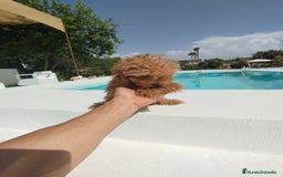 Maltipoo perros en venta: Maltipoo  - Imagen 3