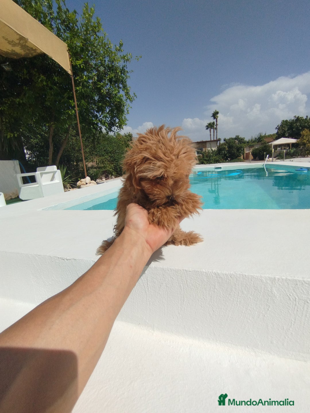 Maltipoo perros en venta: Maltipoo  - Imagen 3
