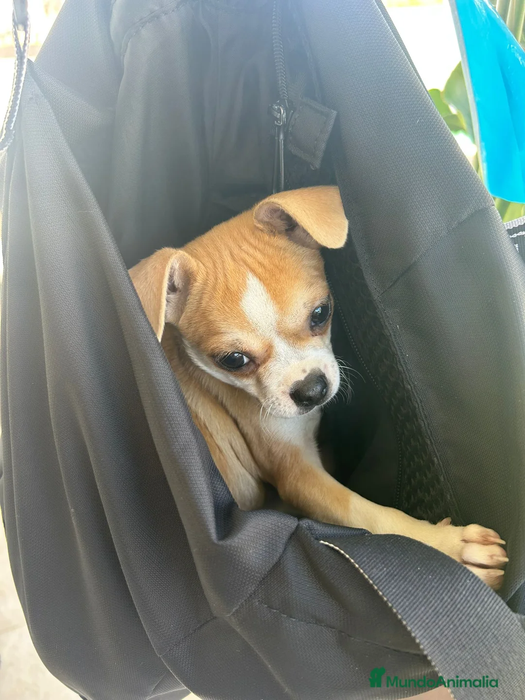 Chihuahua perros en venta: Chihuahua bicolor hembra  - Anuncio 1