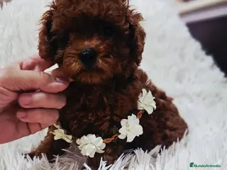 Caniche Toy perros HEMBRITA ASIÁTICA MINIATURA - Anuncio 5