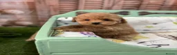 Caniche Toy perros en venta: Caniche Toy hembra fotos actuales !!! - Anuncio 3