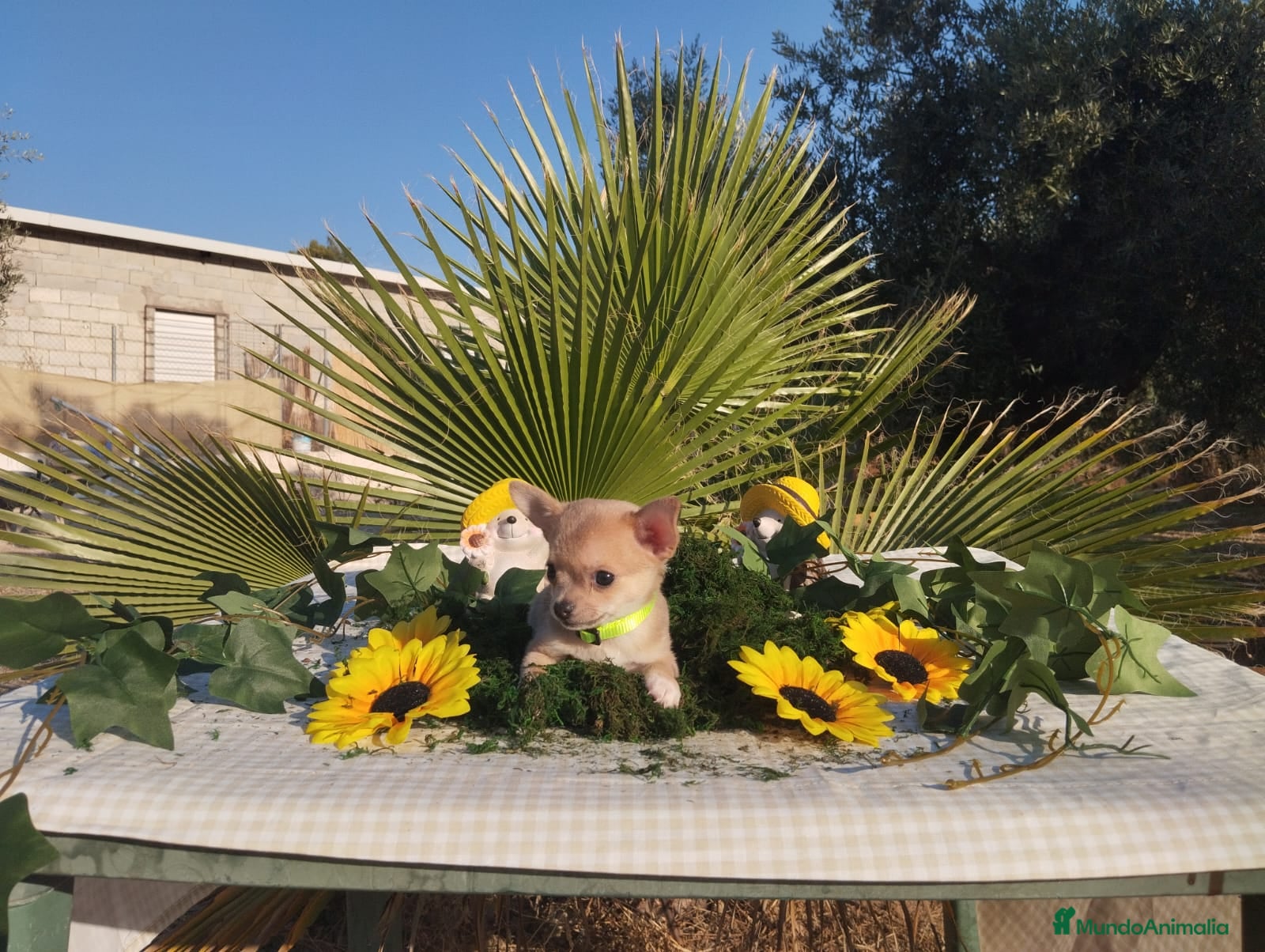Chihuahua perros Chihuahuas toys - Anuncio 1