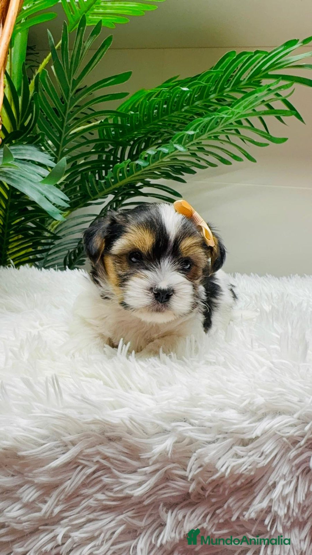 Yorkshire Terrier perros en venta: YORKSHIRE BIEWER MACHO - Anuncio 6