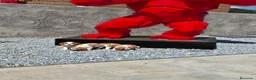 Cavalier King Charles Spaniel perros en venta: Cavalier King Charles  en Girona - Anuncio 29