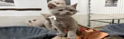 Británico de Pelo Corto gatos en venta: British Shorthair Azul y Lilac  - Anuncio 15
