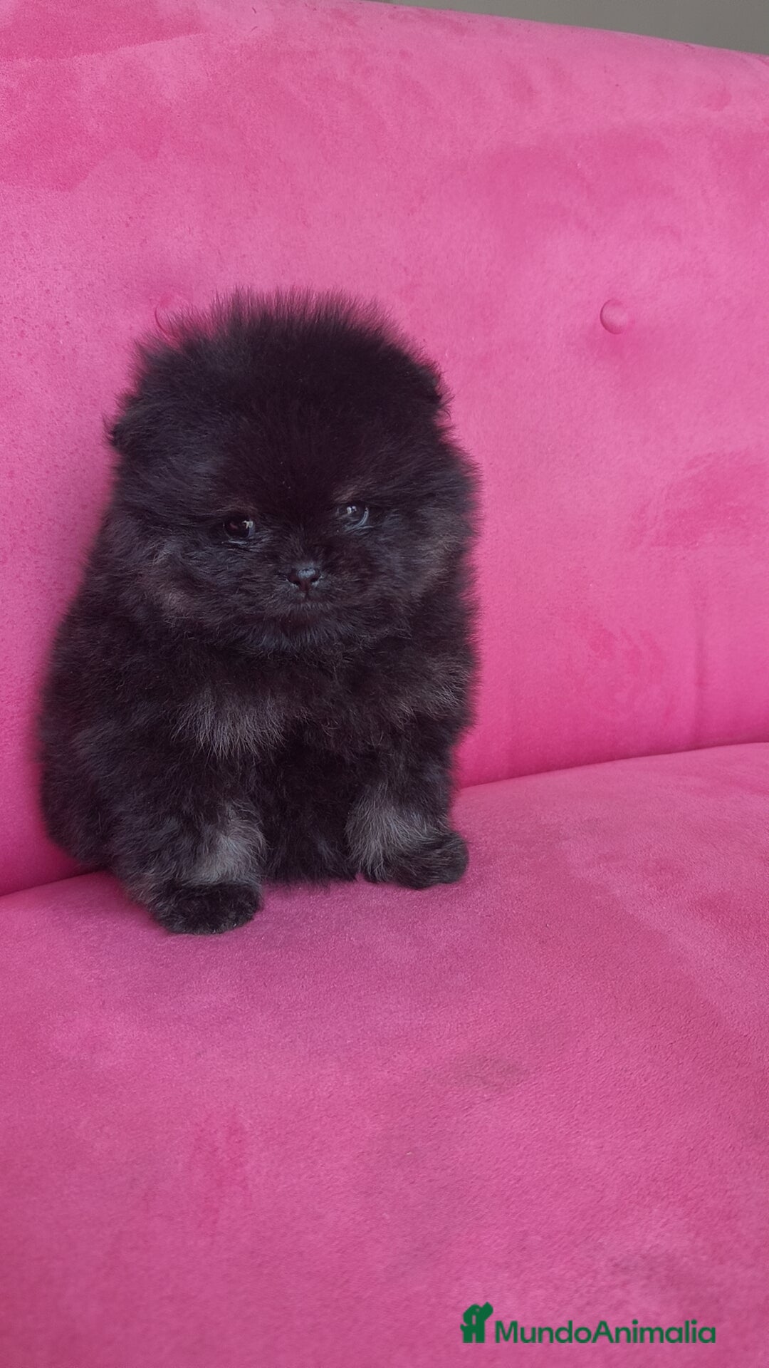 Pomerania perros en venta: Lulú Pomerania hembras  - Anuncio 4