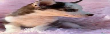 Husky Siberiano 8