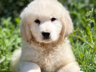Golden Retriever perros en Barcelona - Anuncio 17