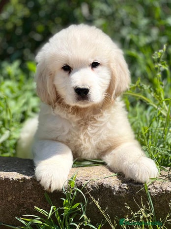Golden Retriever perros en Barcelona - Anuncio 17