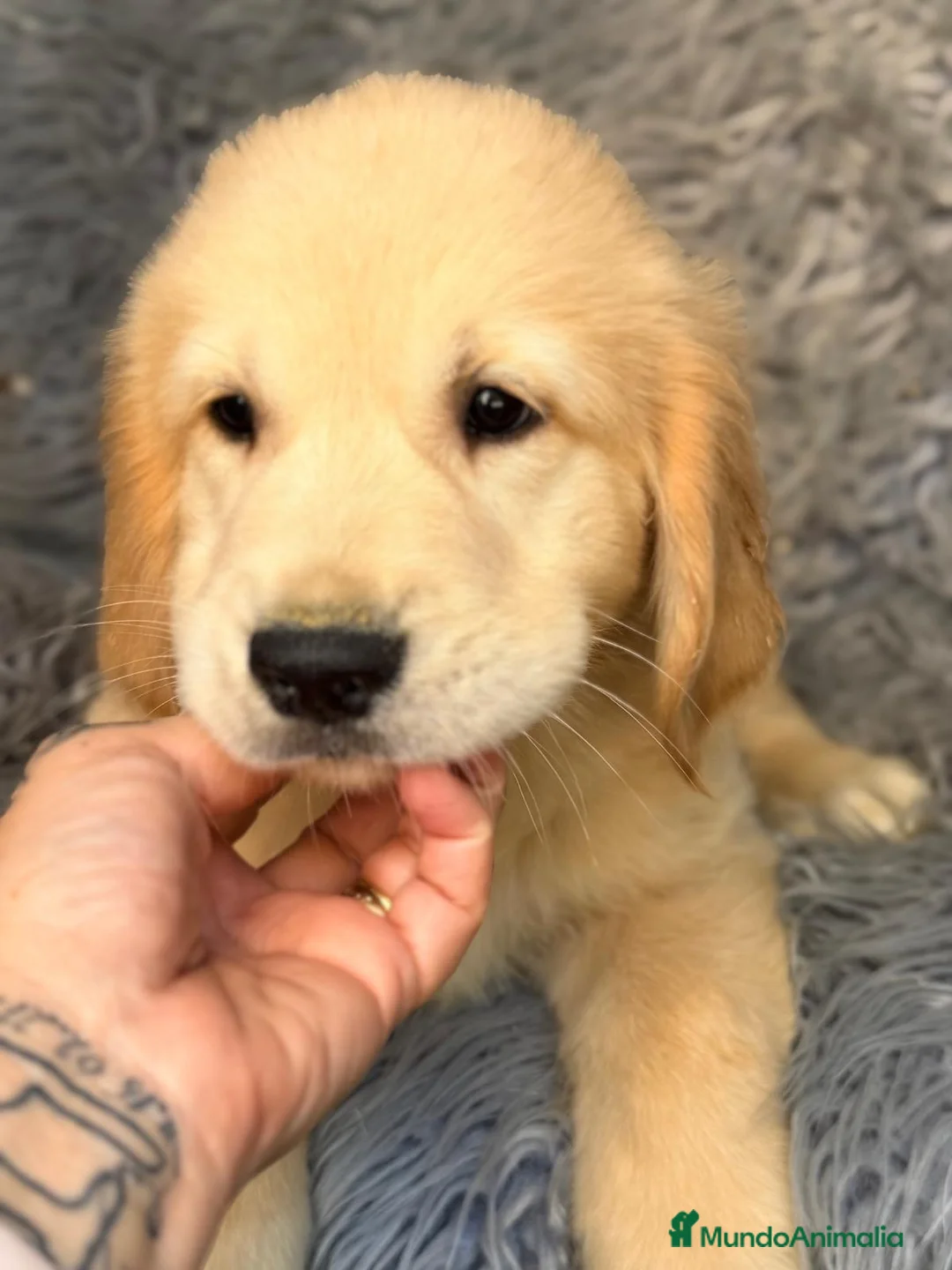 Golden Retriever perros en venta: Espectacular golden retriever  - Anuncio 2