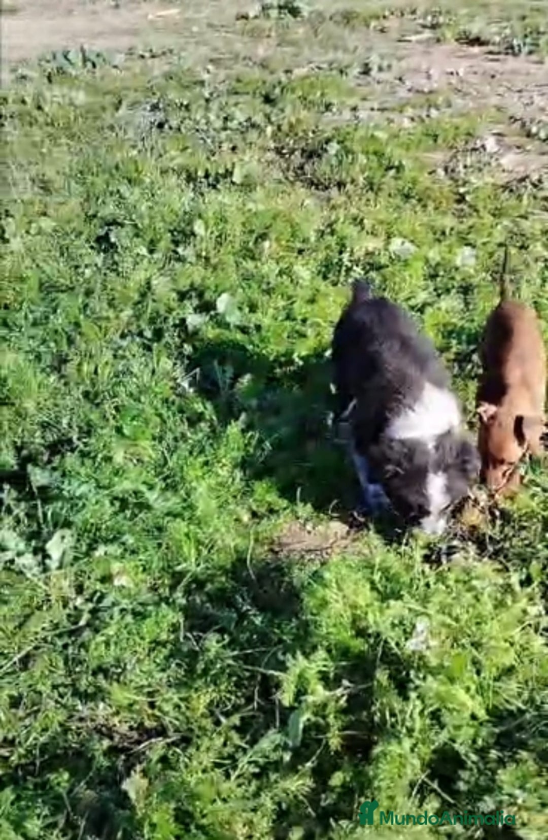 Border Collie perros en venta: Border Collie Exclusivo  - Anuncio 2