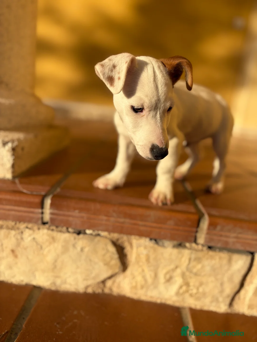 Jack Russell Terrier perros en venta: Cachorro macho de Jack Russell  - Anuncio 15