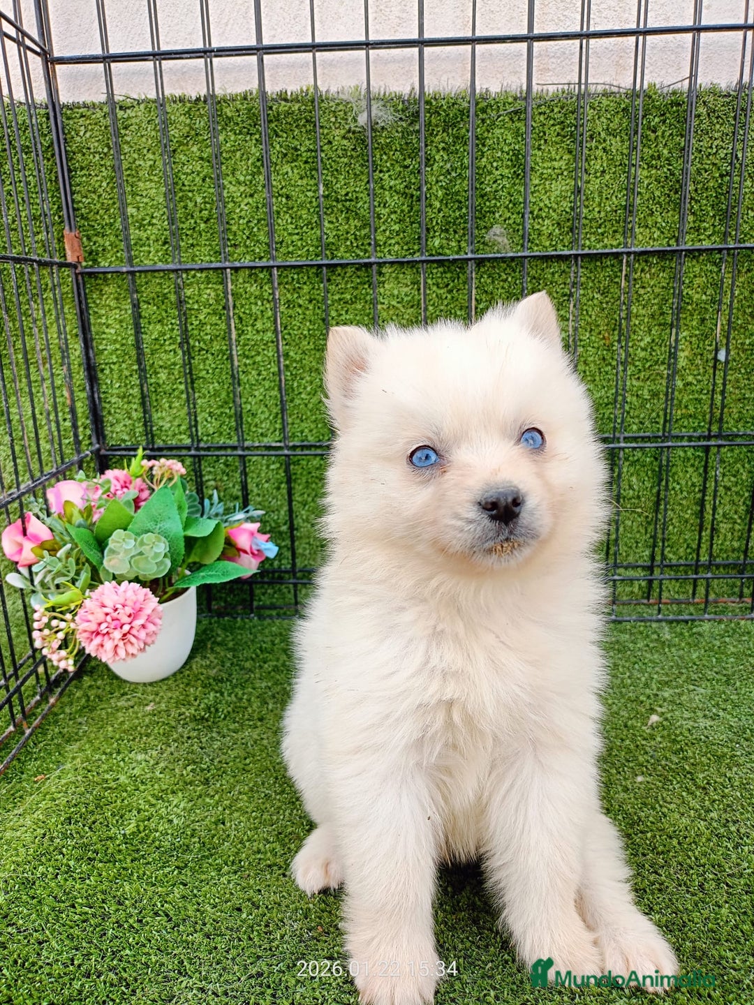 Pomsky perros en venta: POMSKY BLANCO - Anuncio 1