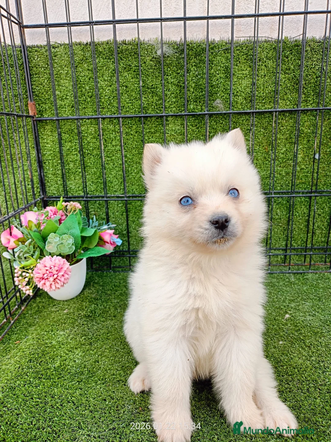Pomsky perros en venta: POMSKY BLANCO - Anuncio 1