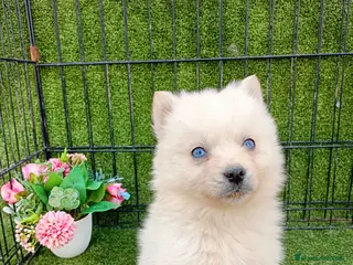 Pomsky perros POMSKY BLANCO - Anuncio 3