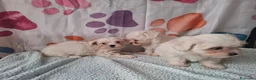 Bichón Maltés perros en venta: Bichón maltes - Anuncio 4