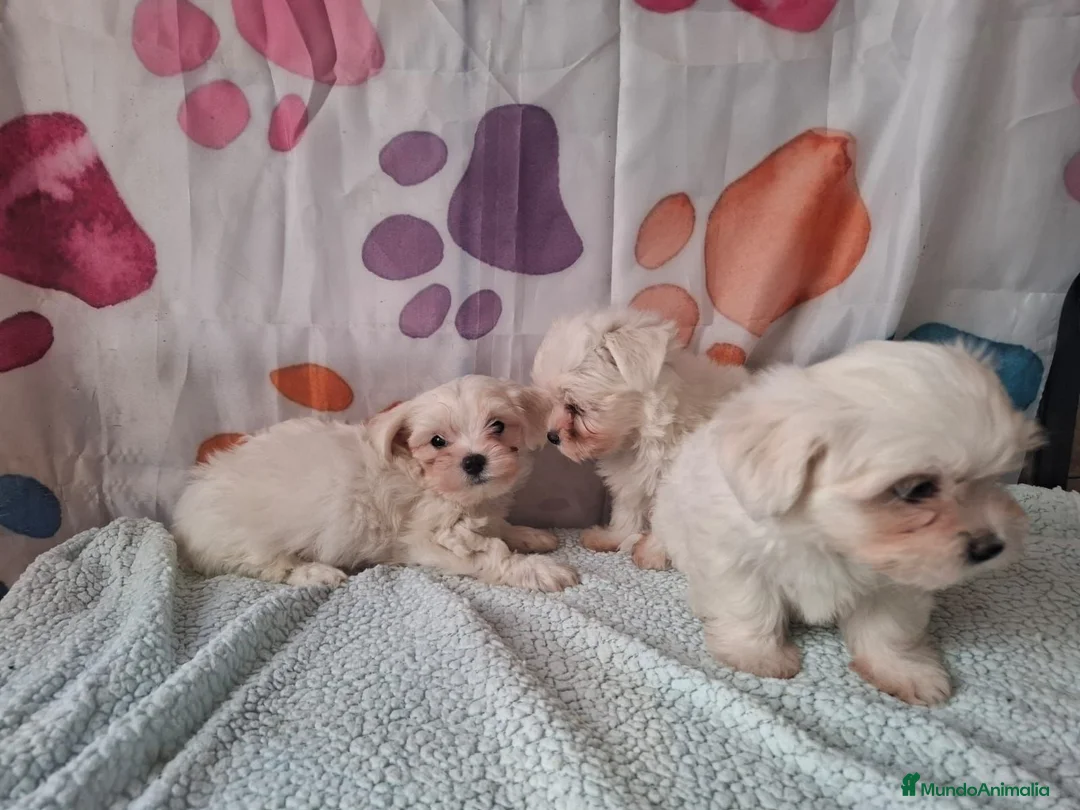 Bichón Maltés perros en venta: Bichón maltes - Anuncio 4