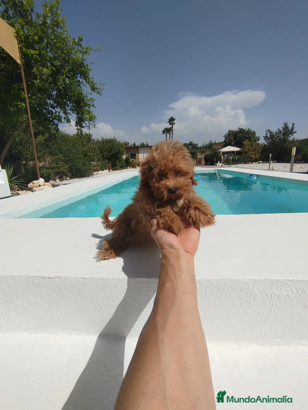 Maltipoo perros en venta: Maltipoo  - Anuncio 3