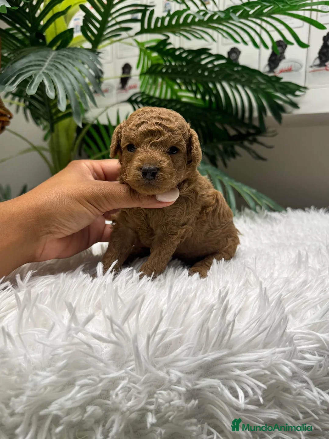 Caniche Toy perros en venta: CANICHE HEMBRA - Anuncio 1