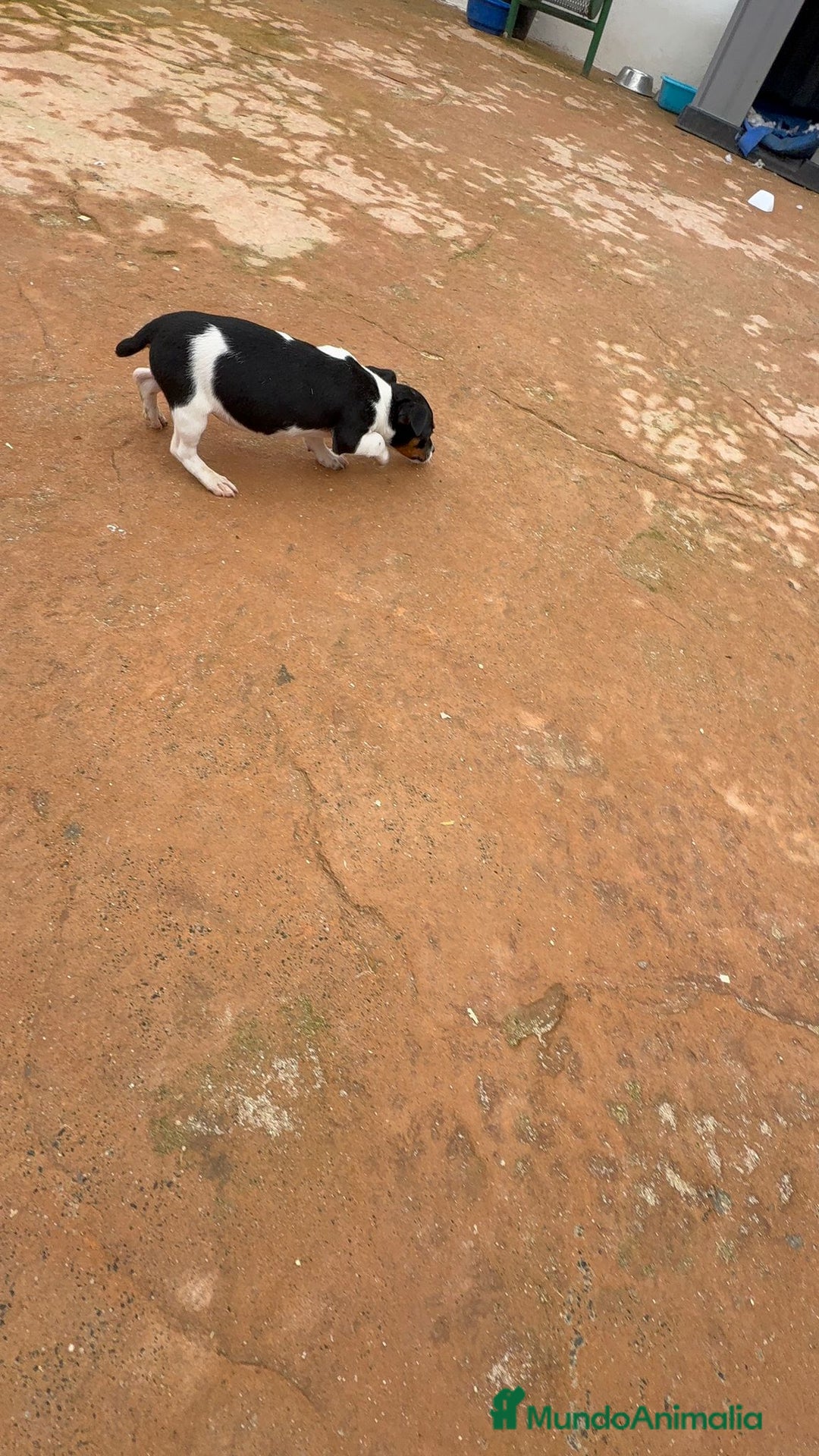 Jack Russell Terrier perros en venta: Jack Russell terrier  - Anuncio 3