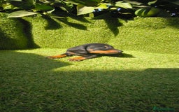 Teckel Miniatura perros en venta: camada teckel canichen muy pequeños  - Imagen 40